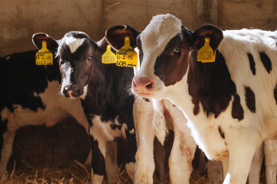 Female cows in a dairy farm