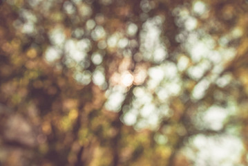 colorful tree branches in sunny forest, autumn natural blurred background