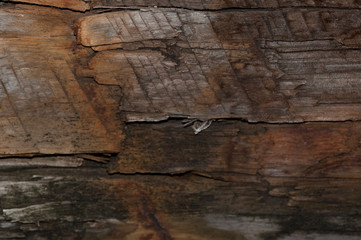 Black wood texture or wooden background with grey wood