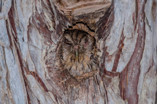 Tropical Screech-Owl hiding in a tree