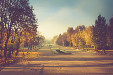Autumn landscape in morning park. View of colorful trees on the alley. Filtered image:cross processed vintage effect.