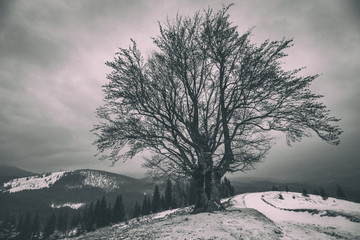 A lonely branchy tree on the hill. Winter landscape. Old photo effect.