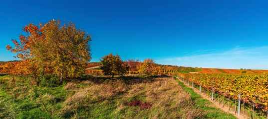 Weinherbst in Österreich