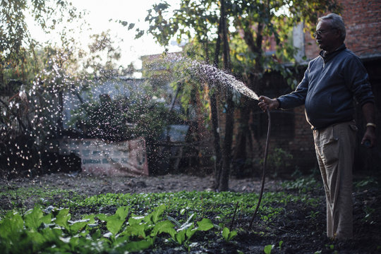 A retired man watering the vegetables one evening.