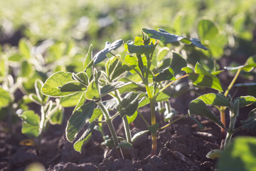 Buckwheat sprouts on field. Buckwheat young plants in the garden. Agricultural culture. Honey plants Ukraine