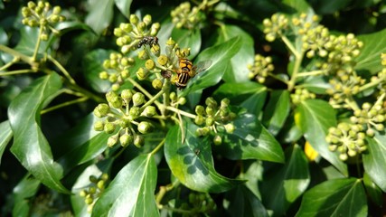 Insekten krabbeln im bl&uuml;henden Efeu herum