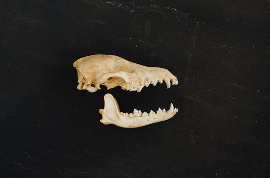 A skull and jawbone laying on a piece of dark stone