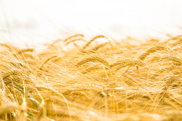 Wheat field