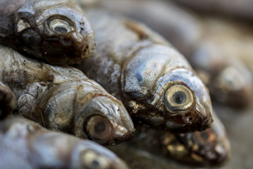 Dead fish.Close-up shoot