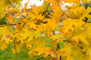 oak autumn, yellow oak leaves