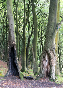 green beech forest woodland with old split hollow trees