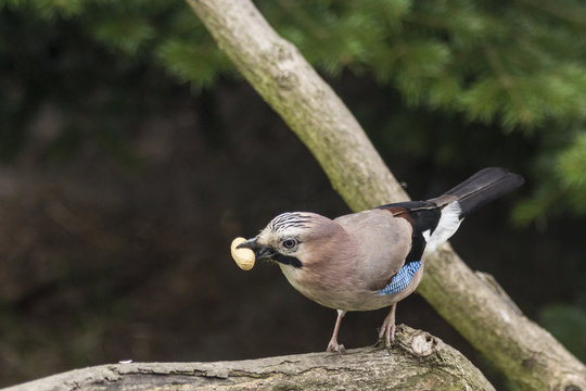 Eurasian Jay feeding on a peanut