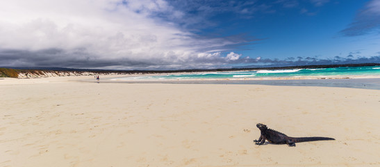 Galapagos Islands - August 23, 2017: Marine Iguana in Tortuga Bay in Santa Cruz Island, Galapagos...