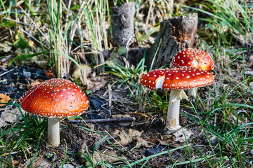  A group of poisonous mushrooms growing in a forest.