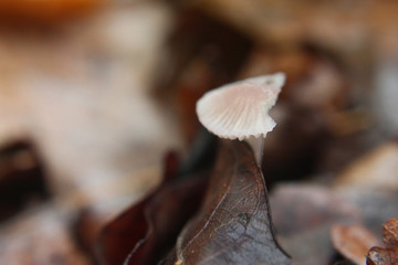 eaten cap mushroom