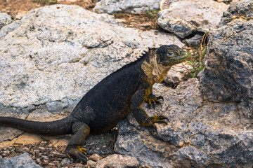 Galapagos Islands - August 24, 2017: Endemic Land Iguana in Plaza Sur island, Galapagos Islands,...