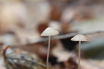 Fototapeta premium pair of wild mushrooms in the autumn forest