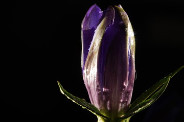 Blüte des Enzians mit Wassertropfen