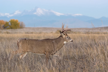 Obraz premium White-tailed Buck on the High Plains of Colorado