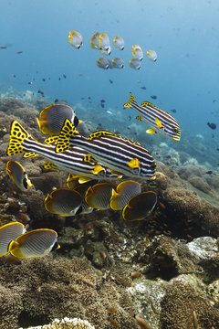 Diving Amed, Bali