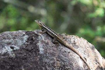 Lava Lizard, Microlophus albemariensis, unique to the Galapagos, Ecuador