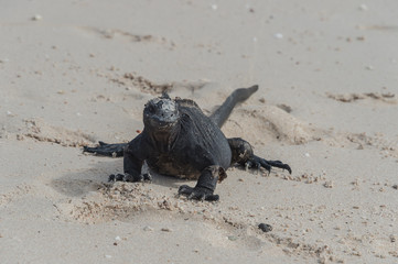 Galapagos marine iguana, Amblyrhynchus cristatus, unique to the Galapagos Islands