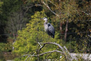 Blue Heron at Beaver Marsh in Cuyahoga National Park, Ohio