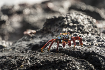 Sally lightfoot crab, grapsus grapsus, Galapagos Islands, Ecuador