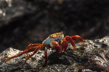 Sally lightfoot crab, grapsus grapsus, Galapagos Islands, Ecuador