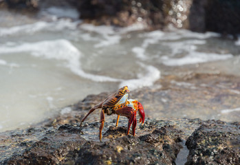 Sally lightfoot crab, grapsus grapsus, Galapagos Islands, Ecuador