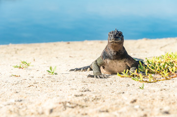 Galapagos marine iguana, Amblyrhynchus cristatus, unique to the Galapagos Islands