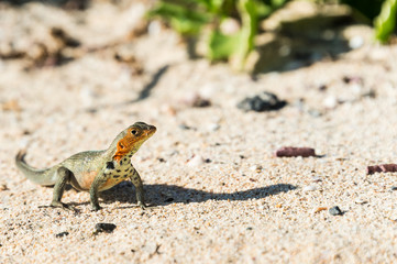 Lava Lizard, Microlophus albemariensis, unique to the Galapagos, Ecuador