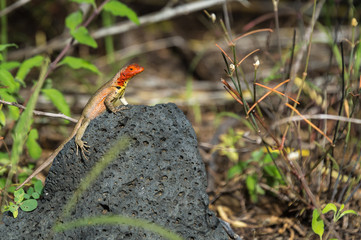 Lava Lizard, Microlophus albemariensis, unique to the Galapagos, Ecuador