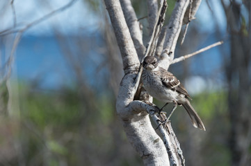 Galapagos mockingbird