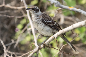 Galapagos mockingbird