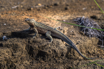 Lava Lizard, Microlophus albemariensis, unique to the Galapagos, Ecuador