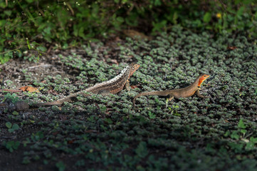 Pair of Lava Lizards, unique to the Galapagos, Ecuador