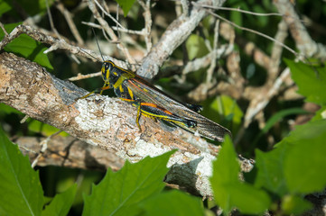 Galapagos large painted locust,schistocerca melanocera