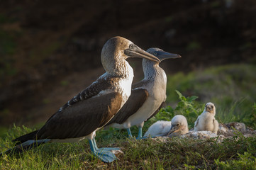 Blue footed boobies, with chicks, in the late afternoon sun. This species is unique to the Galapagos Islands