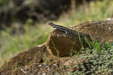 Lava Lizard, Microlophus albemariensis, unique to the Galapagos, Ecuador