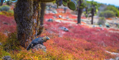 Foto op Canvas Galapagos Islands - August 24, 2017: Endemic Land Iguana in Plaza Sur island, Galapagos Islands, Ecuador © rpbmedia