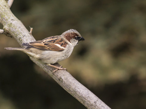 Male House Sparrow on tree branch
