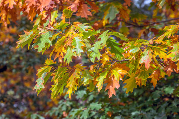 Colorful leaves of an oak tree in autumn