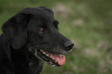 Old black labrador panting with tongue out