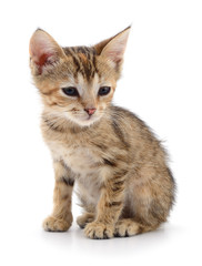 Obraz premium Small brown kitten.
