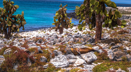 Galapagos Islands - August 24, 2017: Sealions in Plaza Sur island, Galapagos Islands, Ecuador © rpbmedia