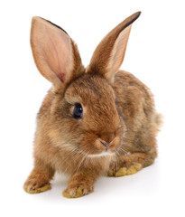 Obraz premium Brown rabbit on white.