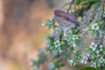 Butterfly in their natural environment.