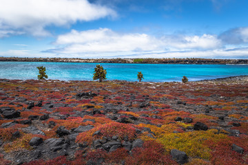 Galapagos Islands - August 24, 2017: Endemic cactuses in Plaza Sur island, Galapagos Islands,...