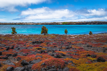 Galapagos Islands - August 24, 2017: Endemic cactuses in Plaza Sur island, Galapagos Islands, Ecuador © rpbmedia